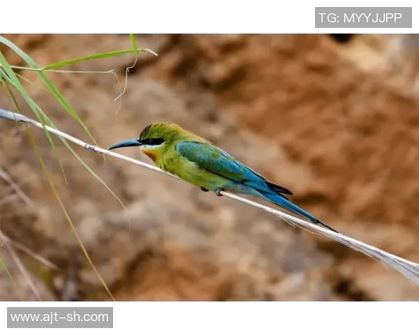 雄鹿栖息地保护与生态平衡研究:从生态环境到物种多样性的综合探讨 雄鹿栖息地保护与生态平衡研究:从生态环境到物种多样性的综合探讨